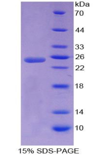 RPA426Hu01.jpg