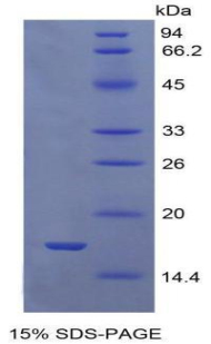 RPA427Hu01.jpg