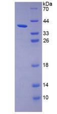 Recombinant 5T4