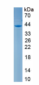 Recombinant Luteinizing Hormone (LH)