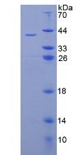 Recombinant Insulin (INS)