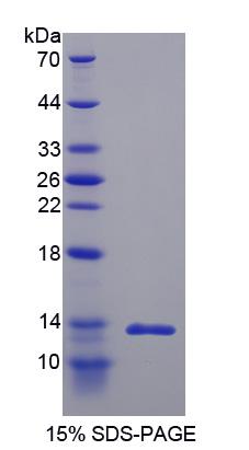 Recombinant Insulin (INS)