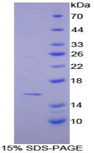 Recombinant Caspase 7 (CASP7)