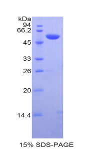 RPA457Mu02.jpg