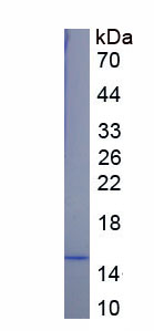 Recombinant Cystatin A (CSTA)