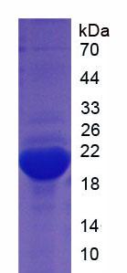 Recombinant Myoglobin (MYO)