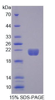 RPA480Po01.jpg