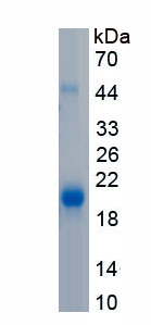 RPA481Hu01.jpg