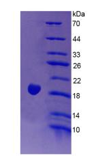 Recombinant Endothelin 1 (EDN1)