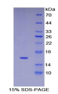 RPA517Hu01.jpg