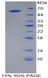 Recombinant Apolipoprotein A1 (APOA1)