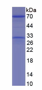 Recombinant Apolipoprotein A1 (APOA1)