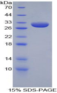 Recombinant Apolipoprotein A1 (APOA1)