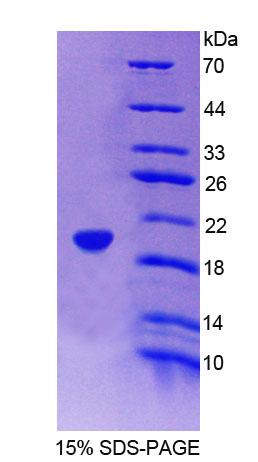 RPA533Hu02.jpg