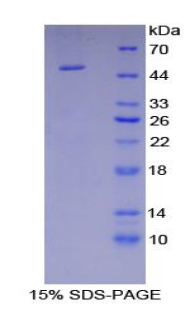 RPA537Hu02.jpg