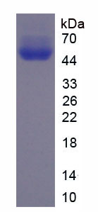 Recombinant Immunoglobulin E (IgE)