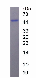 Recombinant Immunoglobulin E (IgE)