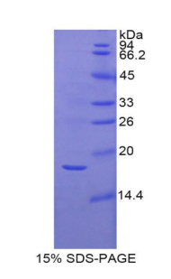 RPA547Mu02.jpg