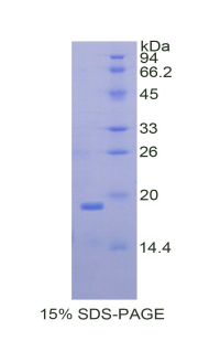 Recombinant Intercellular Adhesion Molecule 1 (ICAM1)