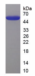 Recombinant Intercellular Adhesion Molecule 1 (ICAM1)