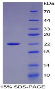 Recombinant Matrix Metalloproteinase 9 (MMP9)