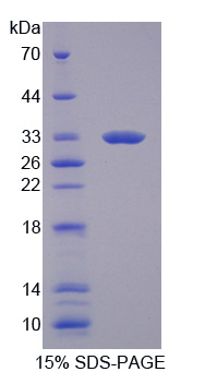 RPA554Ra01.jpg