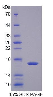 RPA559Bo01.jpg