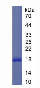 Recombinant Fatty Acid Binding Protein 2, Intestinal (FABP2)