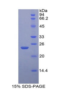 RPA563Gu01.jpg