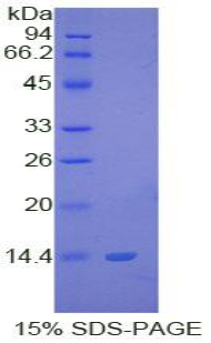 Recombinant S100 Calcium Binding Protein B (S100B)