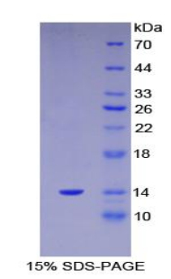 RPA568Hu01.jpg