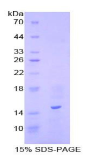 Recombinant Motilin (MTL)