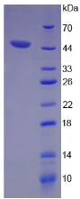 Recombinant Aquaporin 4 (AQP4)