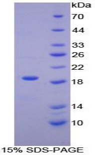 Recombinant Heme Oxygenase 1 (HO1)