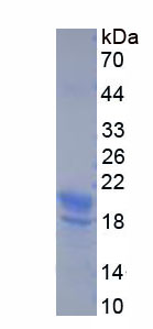 Recombinant Somatostatin (SST)