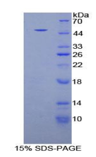 Recombinant Fibrillin 1 (FBN1)