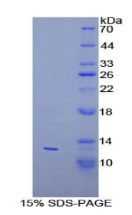 RPA602Hu01.jpg