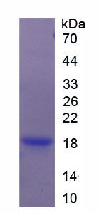 Recombinant Adiponectin (ADPN)