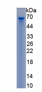 Recombinant Thrombospondin 1 (THBS1)