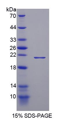 RPA611Mu03.jpg