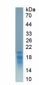 Recombinant Thrombospondin 1 (THBS1)