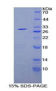 RPA613Hu01.jpg