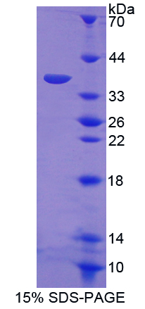 RPA616Mu01.jpg