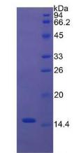 Recombinant Caspase 3 (CASP3)