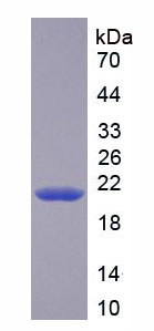 Recombinant Caspase 3 (CASP3)