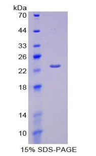 RPA637Hu02.jpg