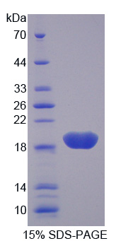 RPA645Ra01.jpg