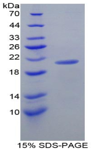 Recombinant Amiloride Binding Protein 1 (ABP1)