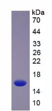 Recombinant Slit Homolog 2 (Slit2)