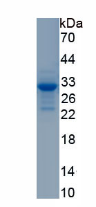 RPA675Mu03.jpg